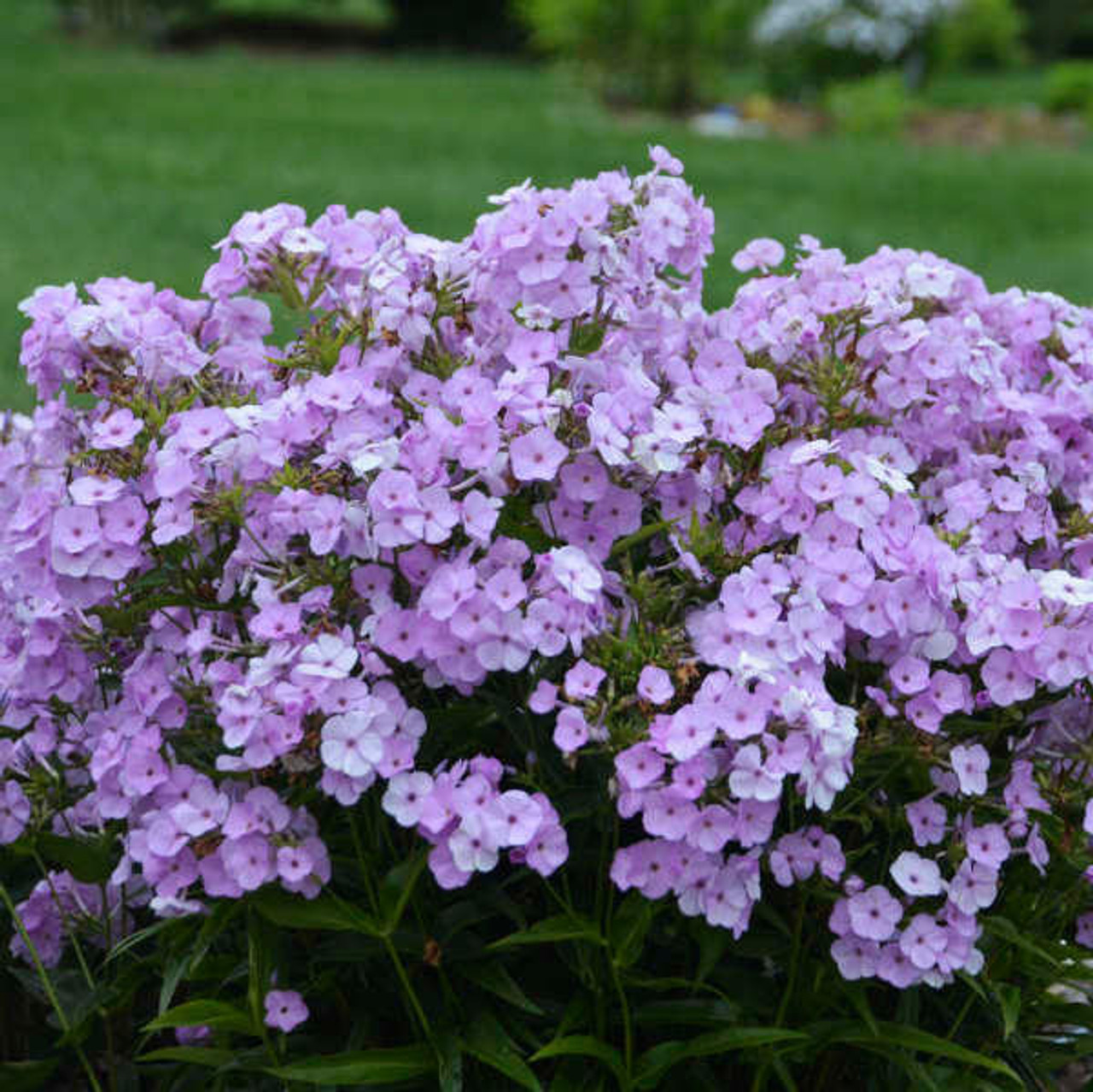 Phlox 'Opening Act Blush' PP27462 (25) BR Plants