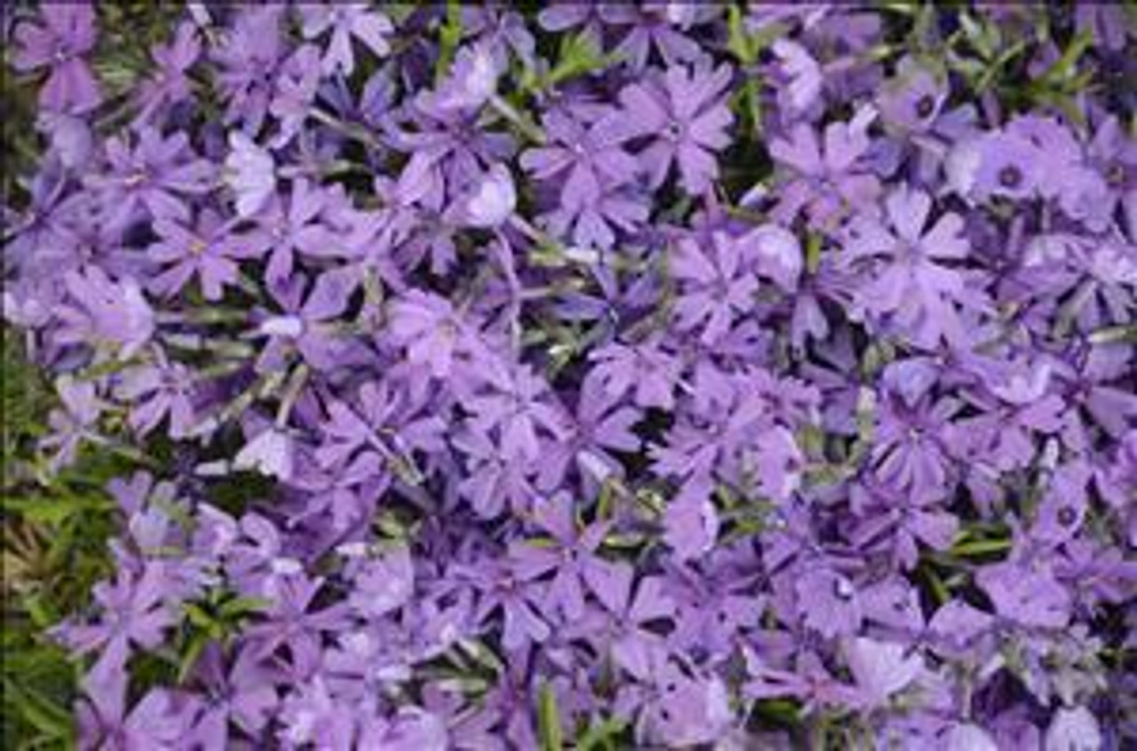 Phlox subulata Purple Beauty 25 BR Plants
