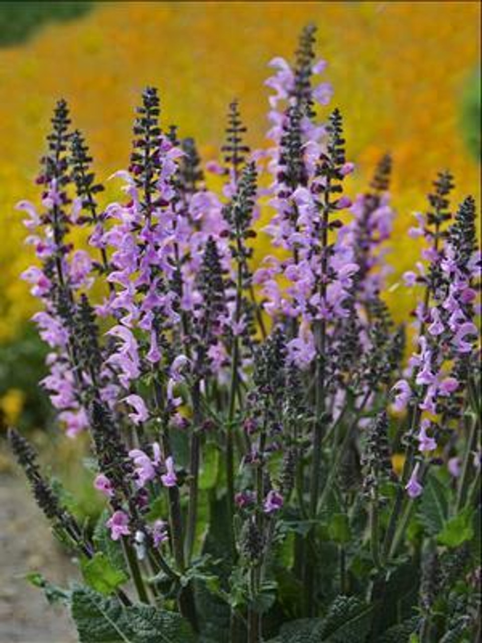 Salvia COLOR SPIRES Pink Dawn PPAF 25 BR Plants