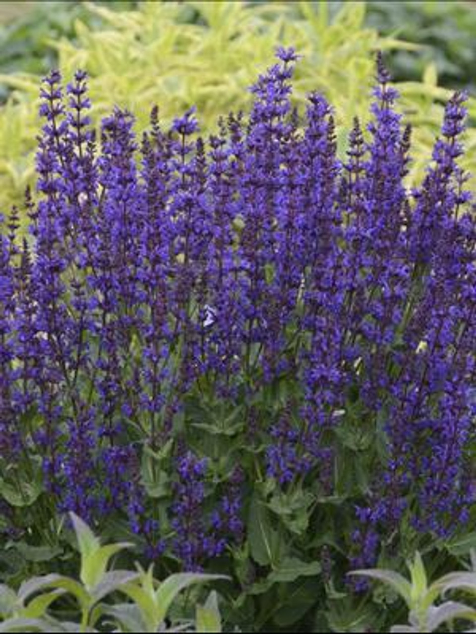 Salvia n COLOR SPIRES Violet Riot PPAF 25 BR Plants