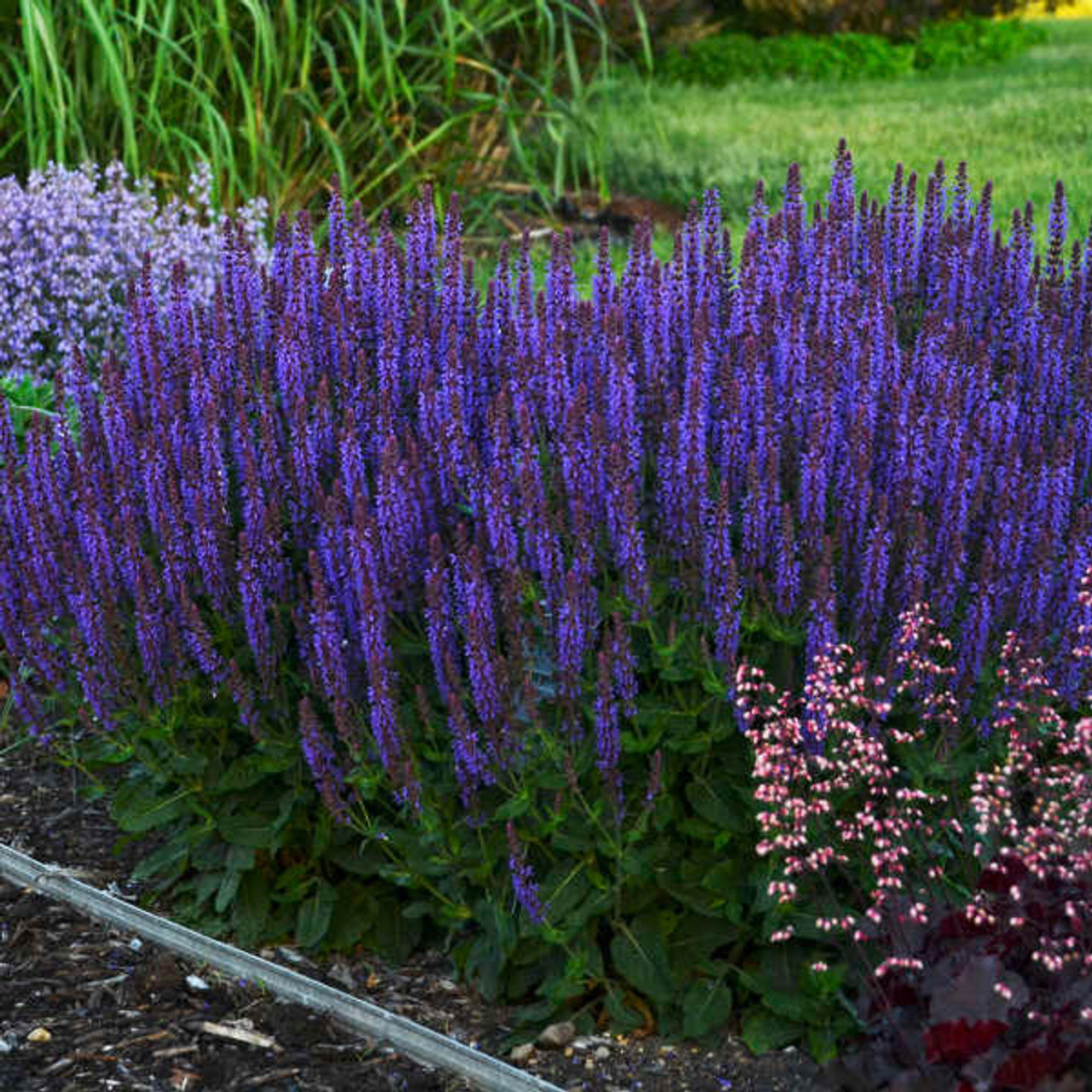 Salvia n. 'Violet Riot' PP26273 (25) BR Plants