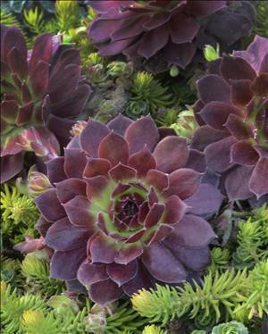 Sempervivum Rocknoll Rosette 25 BR Plants