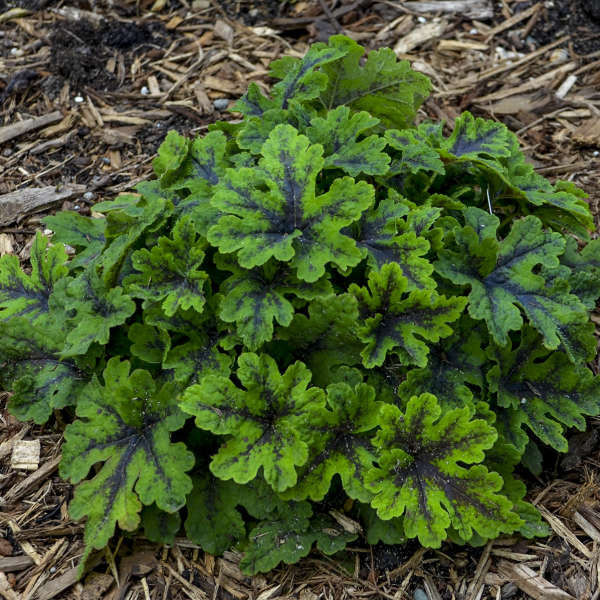 Tiarella Fingerpaint PP28012 30ct Flat
