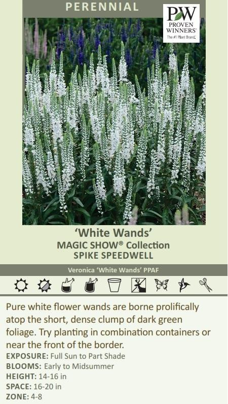 Veronica MAGIC SHOW 'White Wands' shipped from Grower to your door