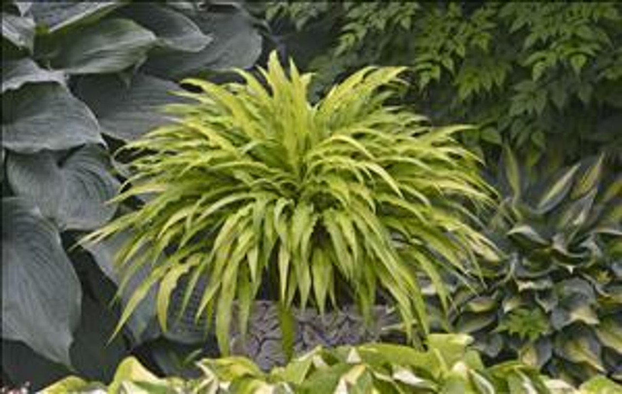 Hosta CURLY FRIES 10ct Flat