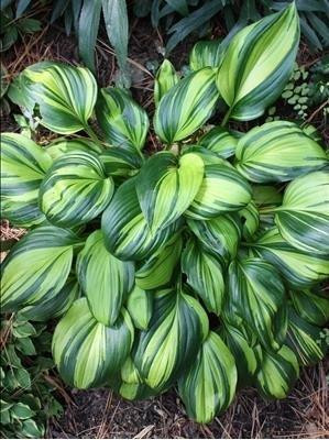 Hosta Rainbows End 10ct Quarts