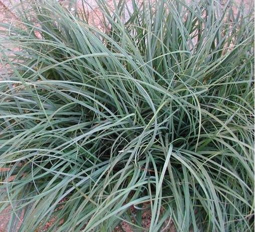 Carex flacca