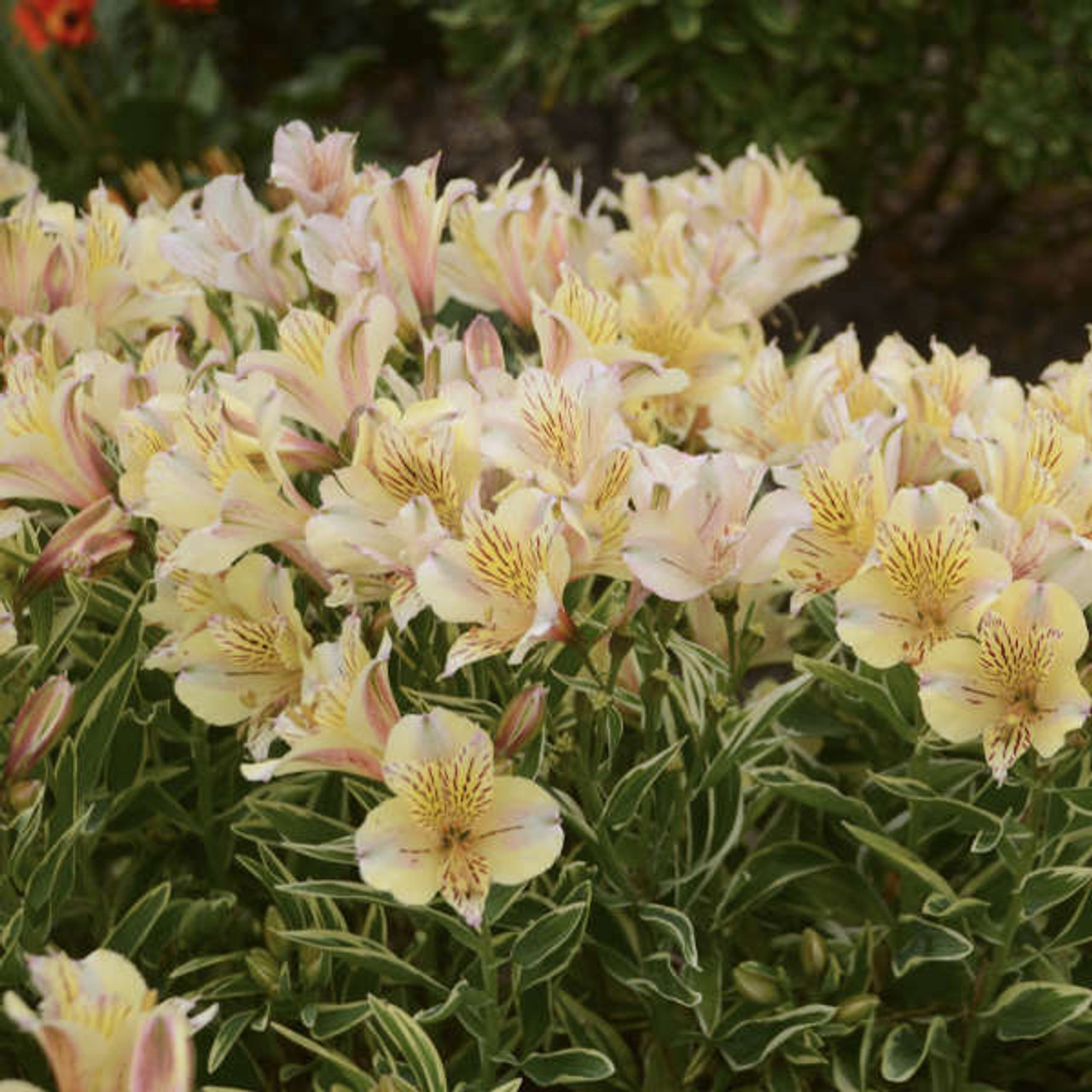 Alstroemeria FABIANA Zaprifabi PP17911 20ct Flat