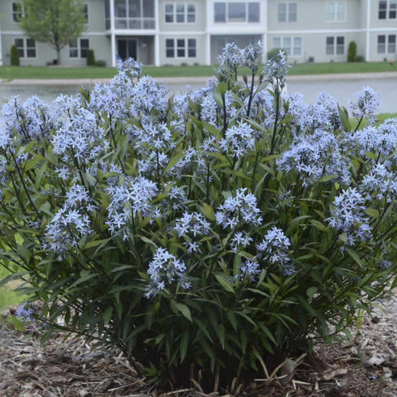 Amsonia t Storm Cloud 25 BR Plants