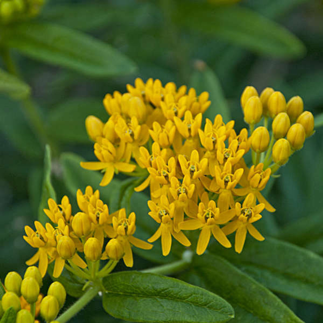 Asclepias t Hello Yellow 25 BR Plants