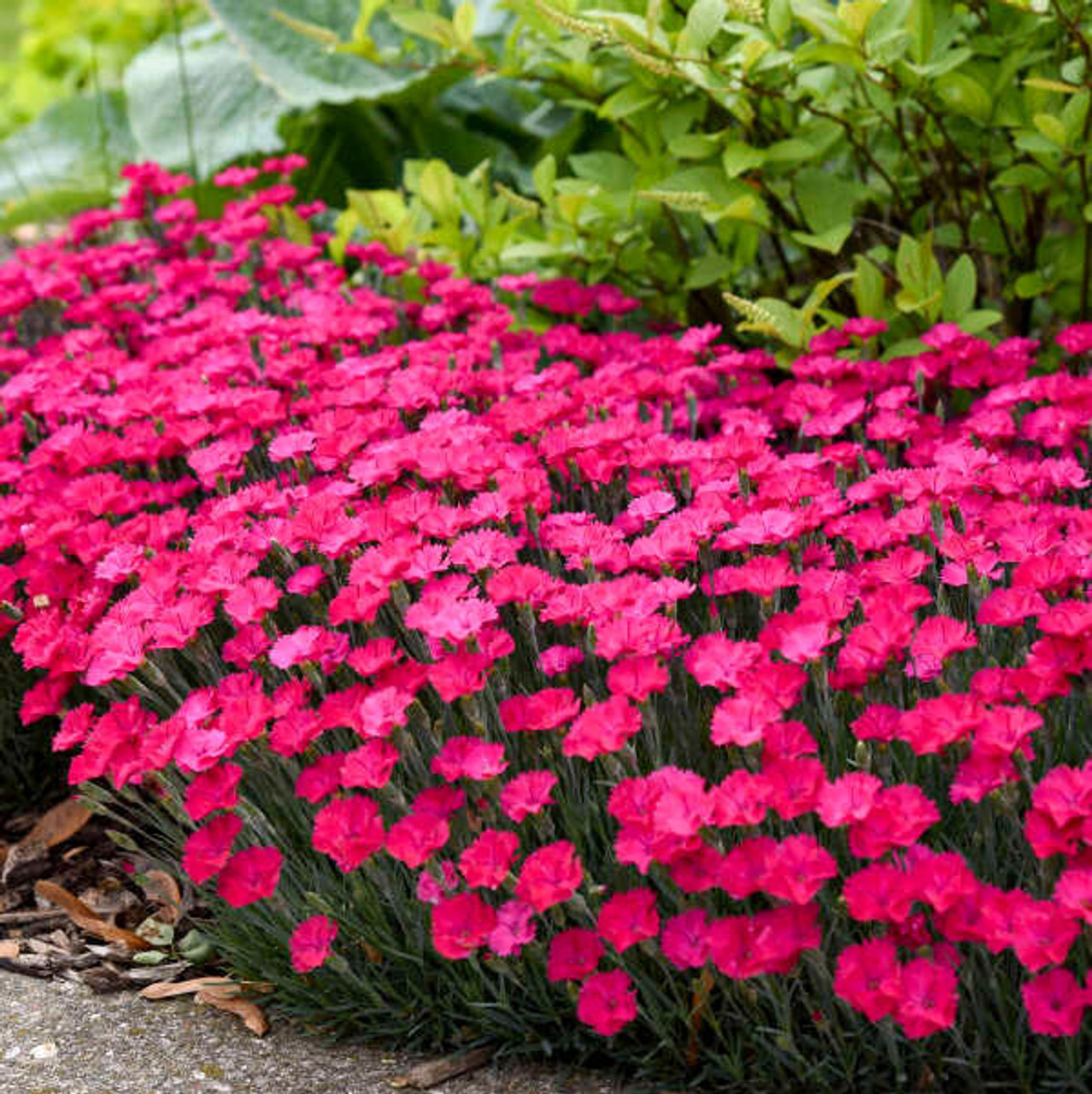 Dianthus 'Paint the Town Magenta' PP29222 (30)ct Flat