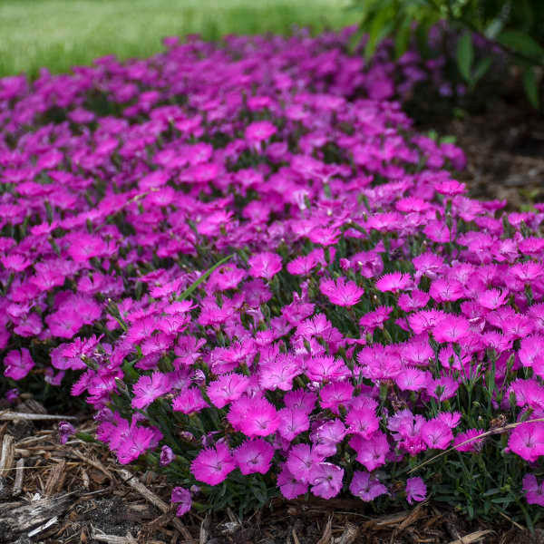 Dianthus 'Paint the Town Fuchsia'shipped from Grower to your door