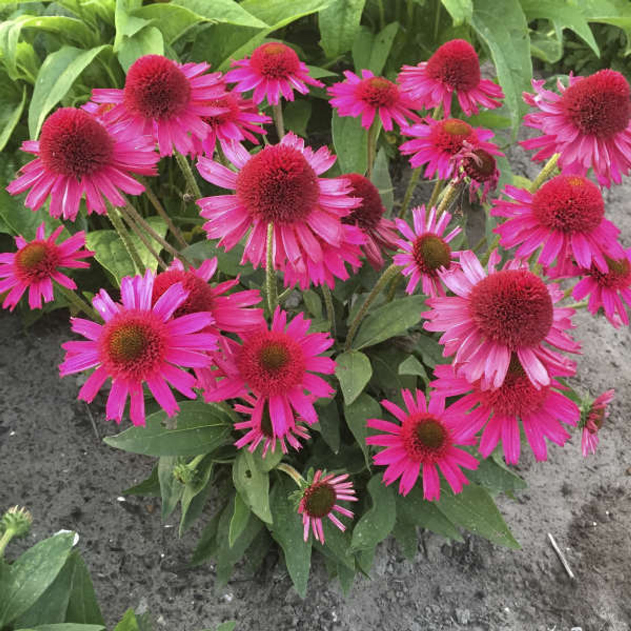 Echinacea Delicious Candy PPAF 20ct Flat