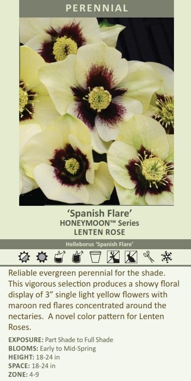 Helleborus Spanish Flare - HONEYMOON Series 20ct Flat