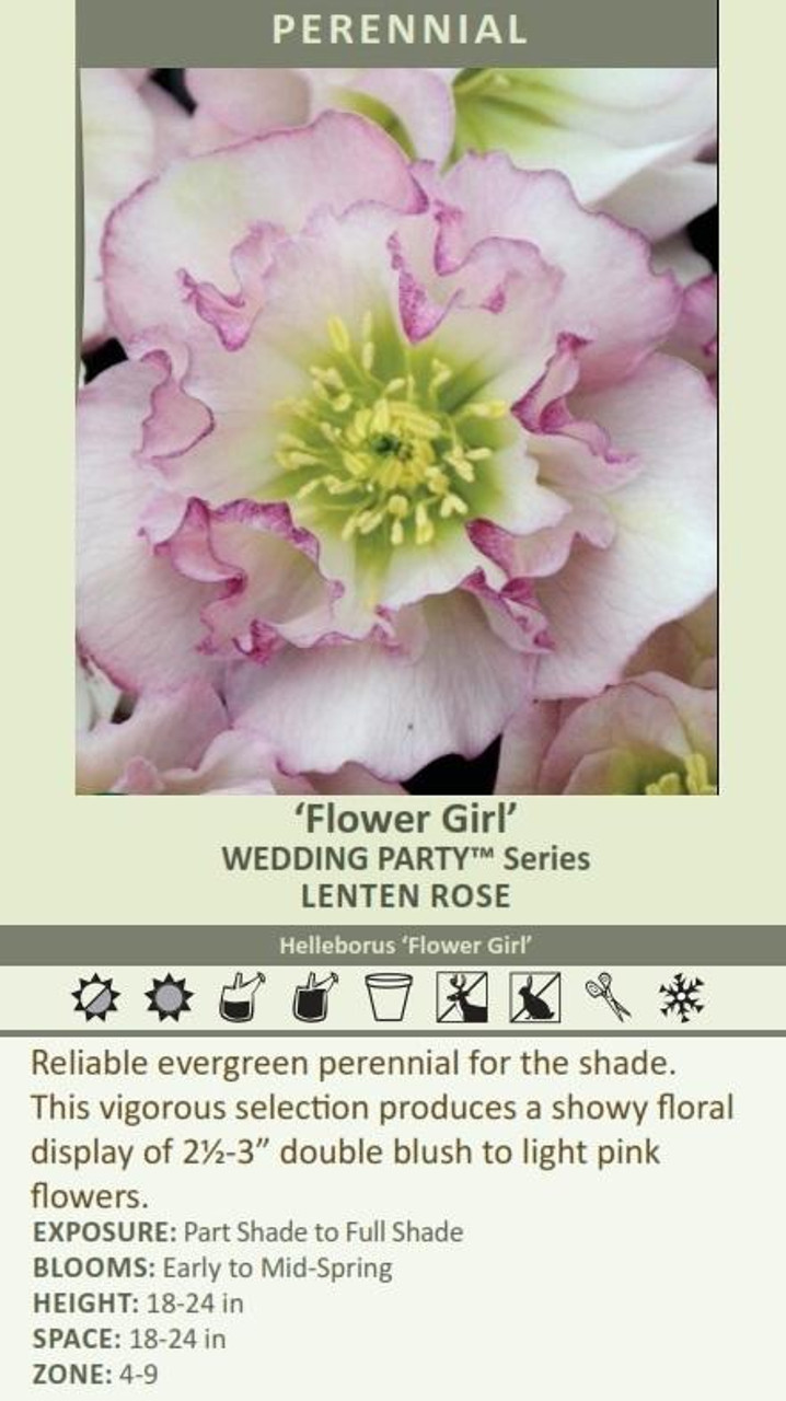 Helleborus Flower Girl - WEDDING PARTY Series 20ct Flat