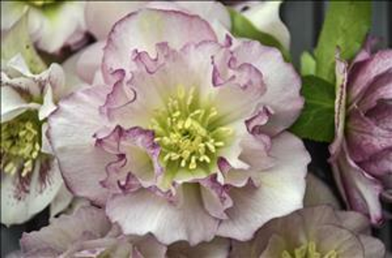 Helleborus Flower Girl - WEDDING PARTY Series 20ct Flat