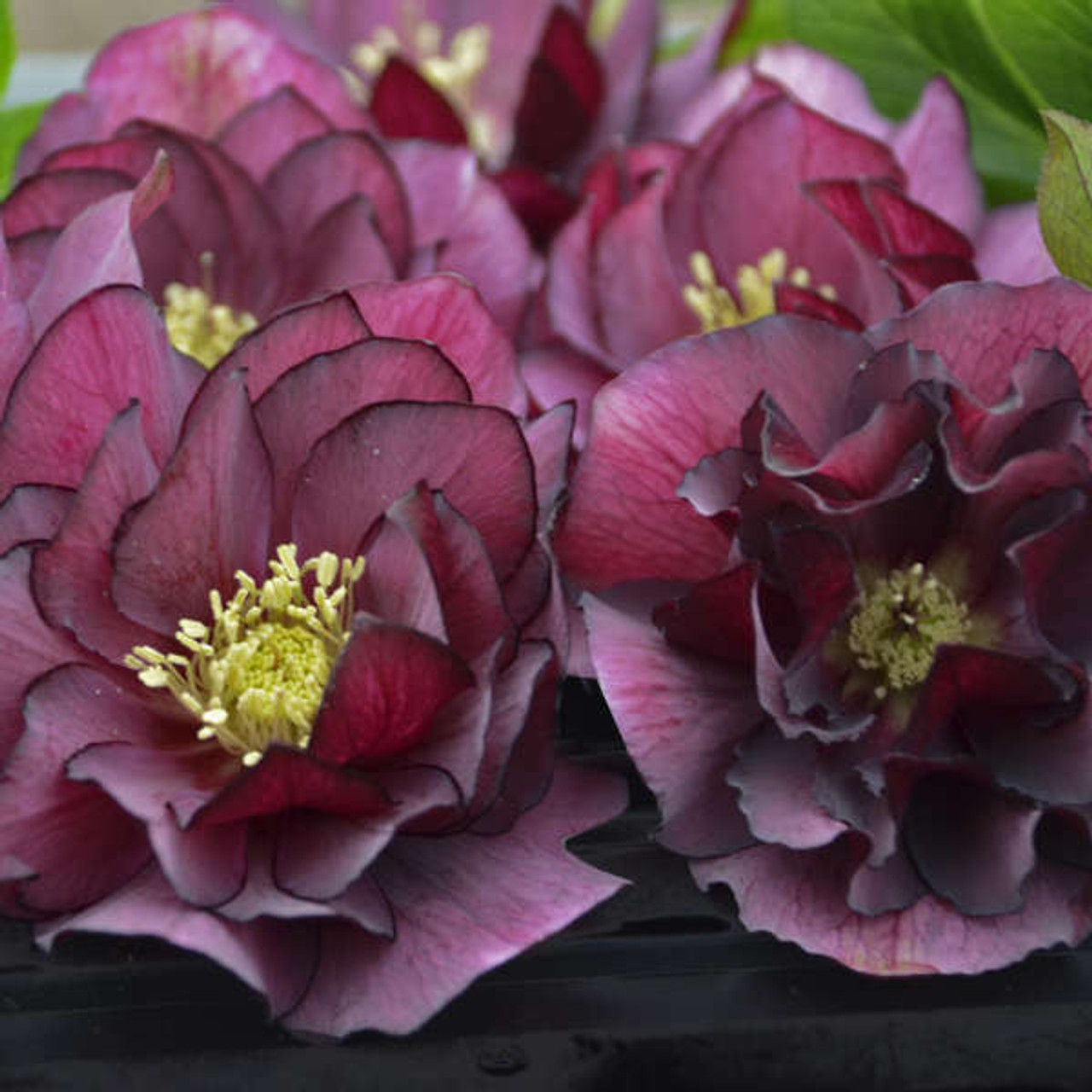 Helleborus True Love - WEDDING PARTY Series 20ct Flat