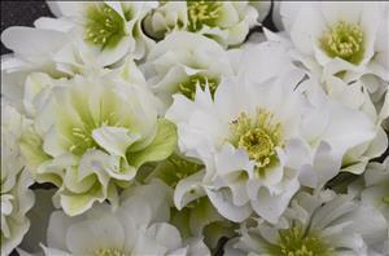 Helleborus Wedding Bells 20ct Flat