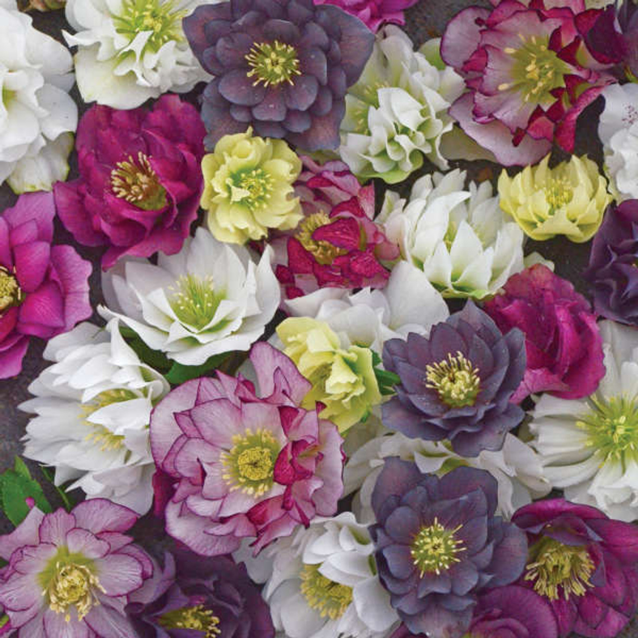 Helleborus WEDDING PARTY Series - Mixed 20ct Flat