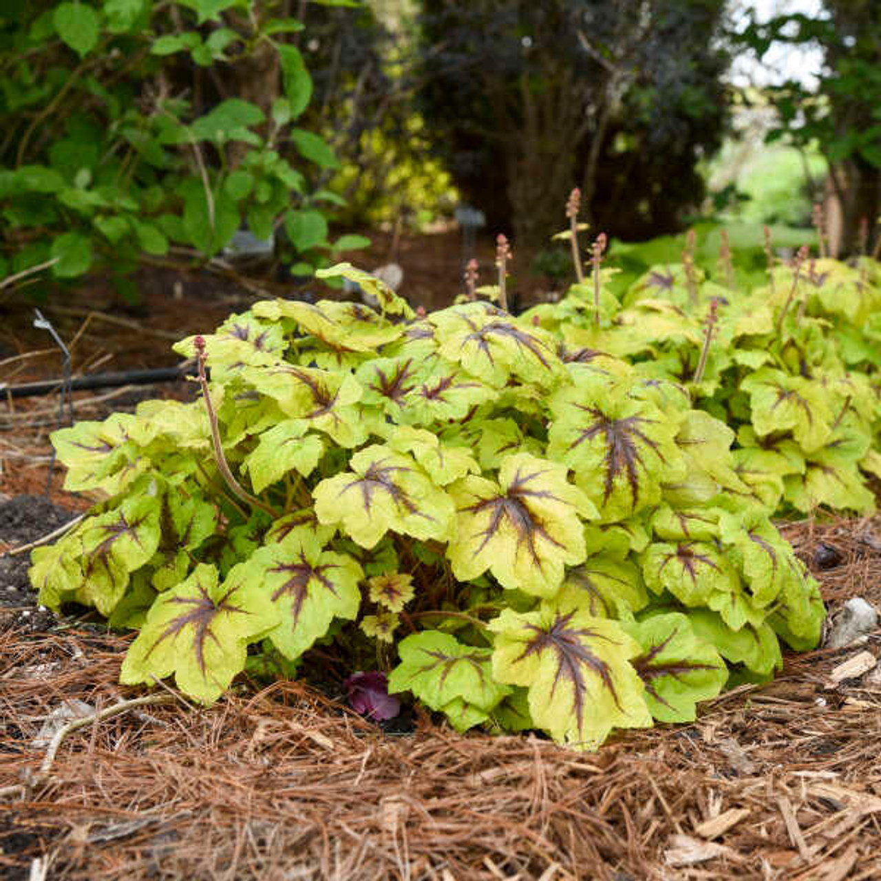 Heucherella 'Catching Fire' PP31065 (20)ct Flat