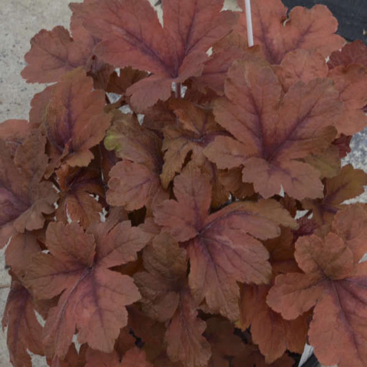 Heucherella Pumpkin Spice PPAF 20ct Flat