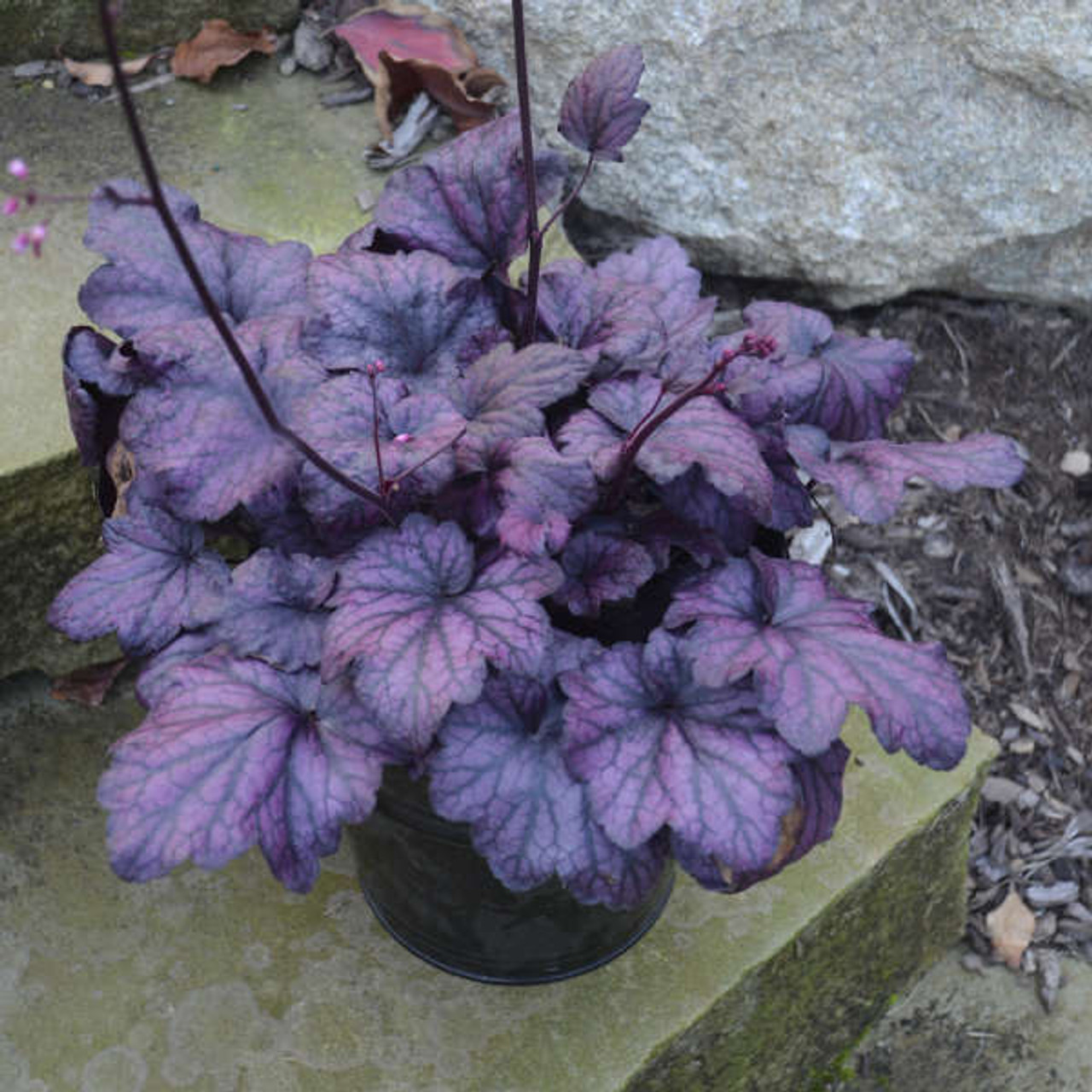 Heuchera Electric Plum PPAF 20ct Flat