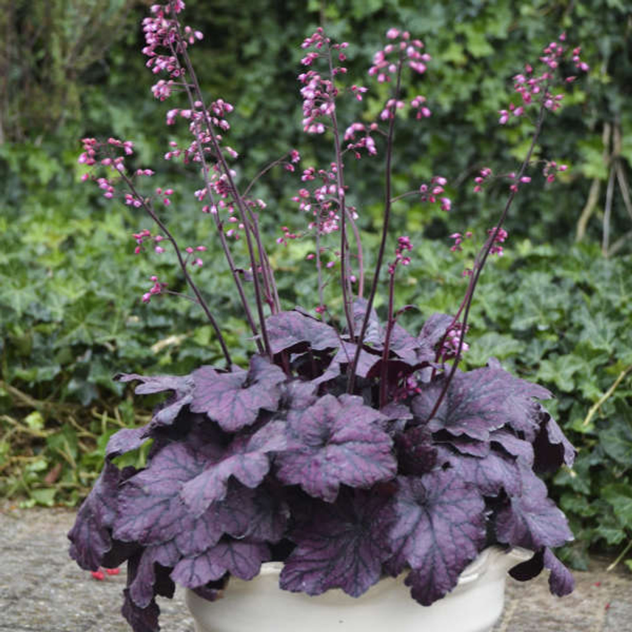 Heuchera Electric Plum PPAF 20ct Flat