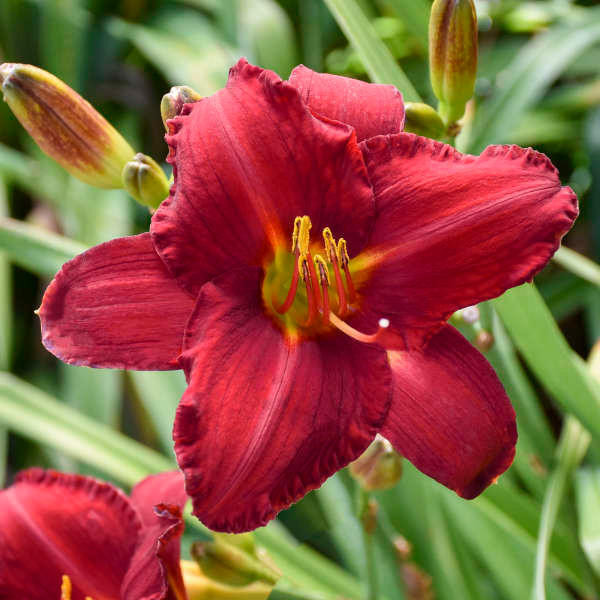 Hemerocallis 'Chicago Apache' - Hémérocalle main image 1