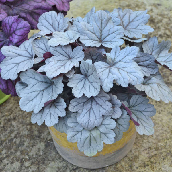Heuchera 'Silver Gumdrop' shipped from Grower to your door