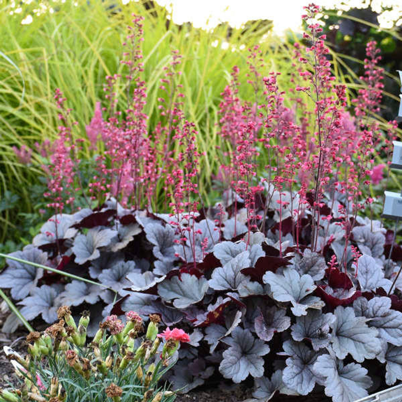 Heuchera 'Silver Gumdrop' PP29207 (20)ct Flat