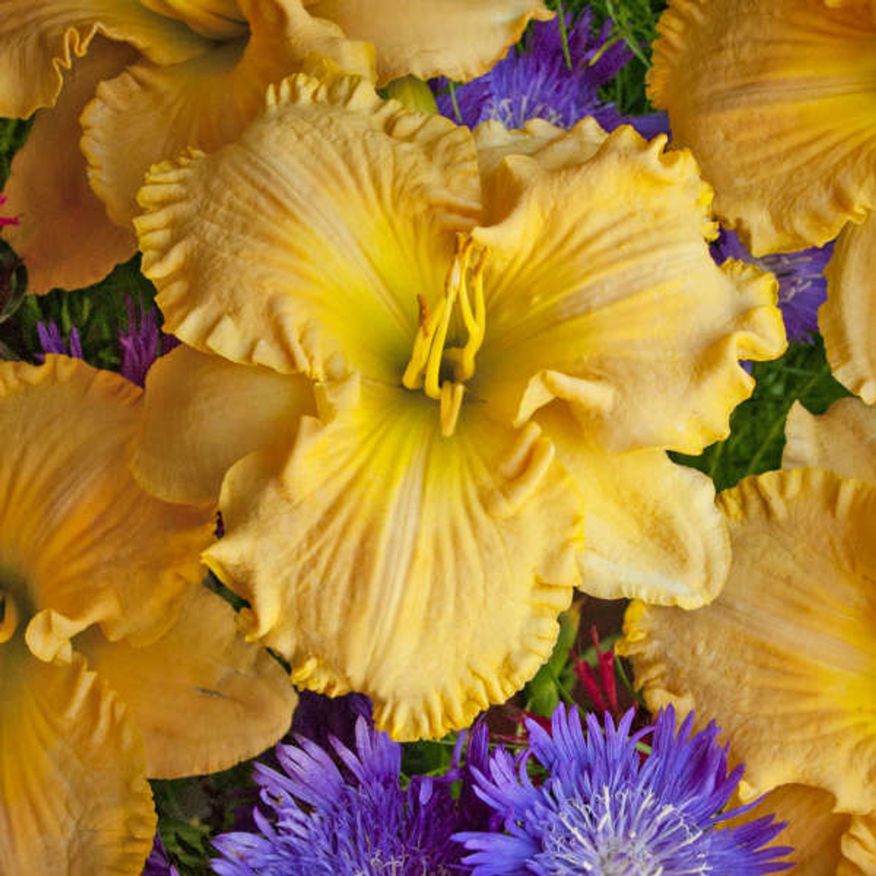 Hemerocallis COLLIER 25 plants
