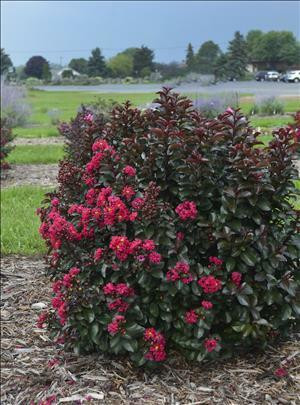 LAGERSTROEMIA 'Cherry Mocha' shipped from Grower to your door