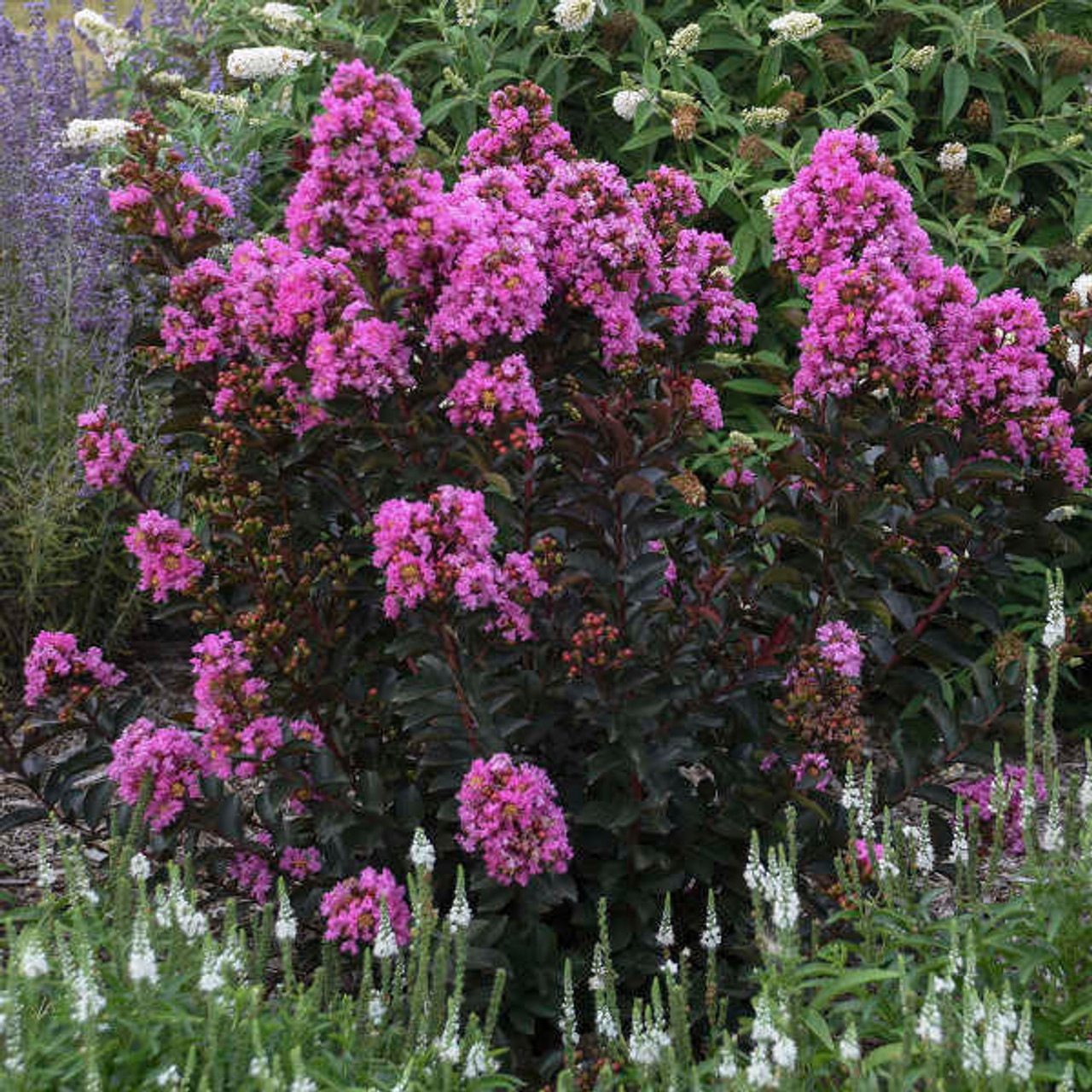 LAGERSTROEMIA Lagerstroemia 'Sweet Macchiato' PP28759 (30)ct Flat