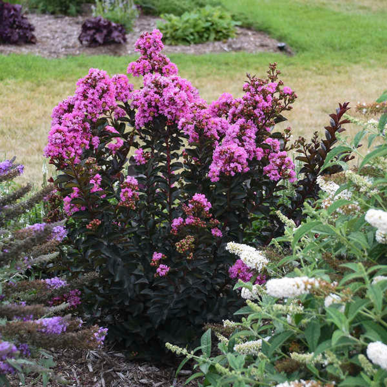 LAGERSTROEMIA Lagerstroemia 'Sweet Macchiato' PP28759 (30)ct Flat