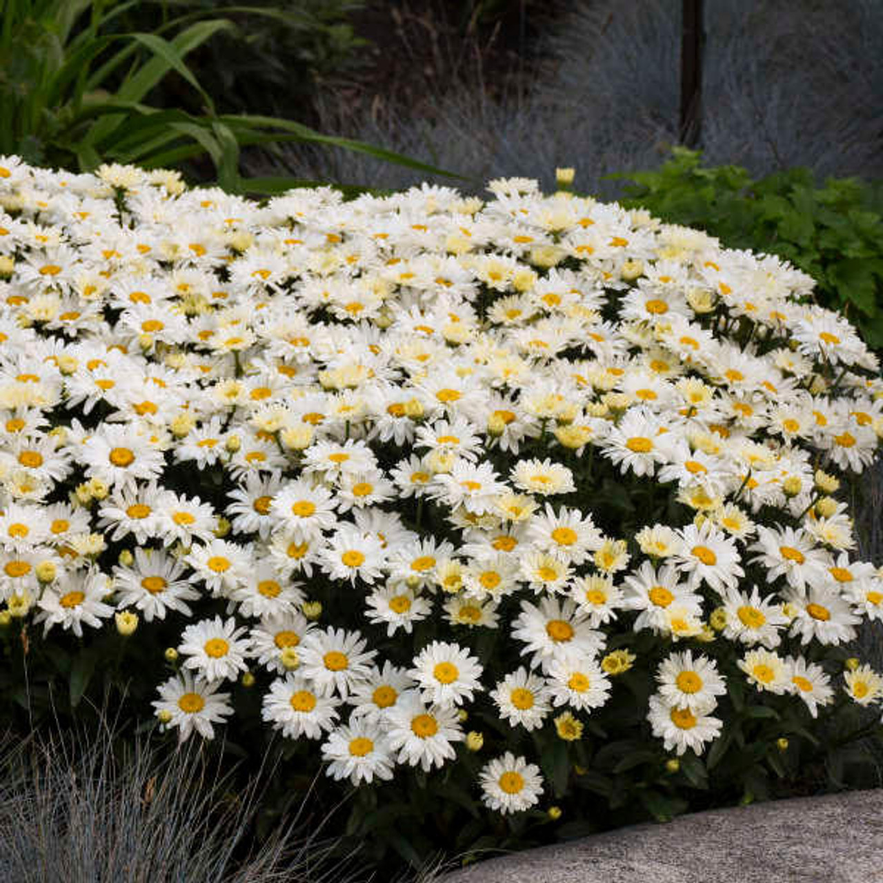 Leucanthemum s. 'Spoonful of Sugar' PP28760 (30)ct Flat