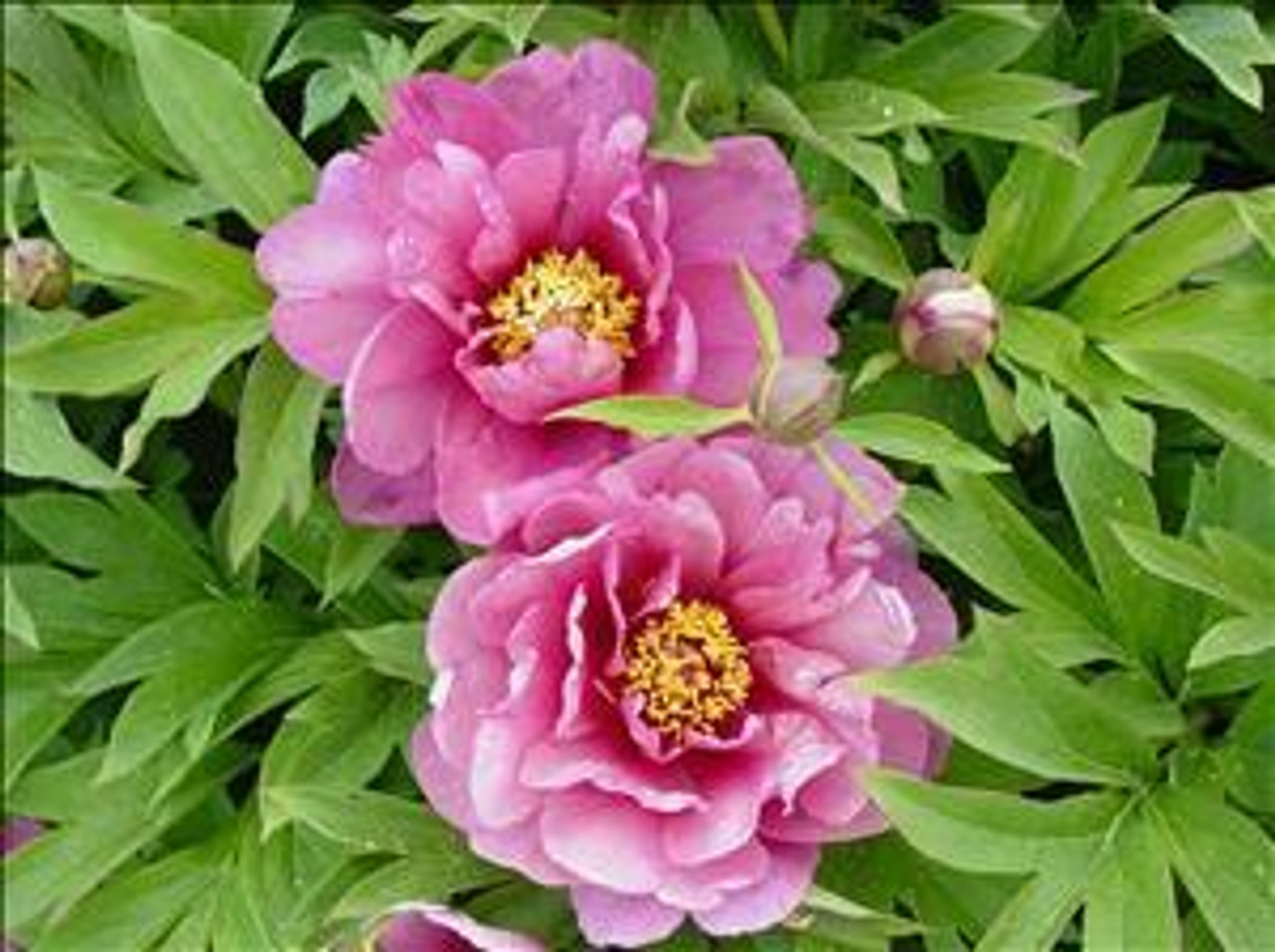 Paeonia Yankee Doodle Dandy Itoh Intersectional 10 plants