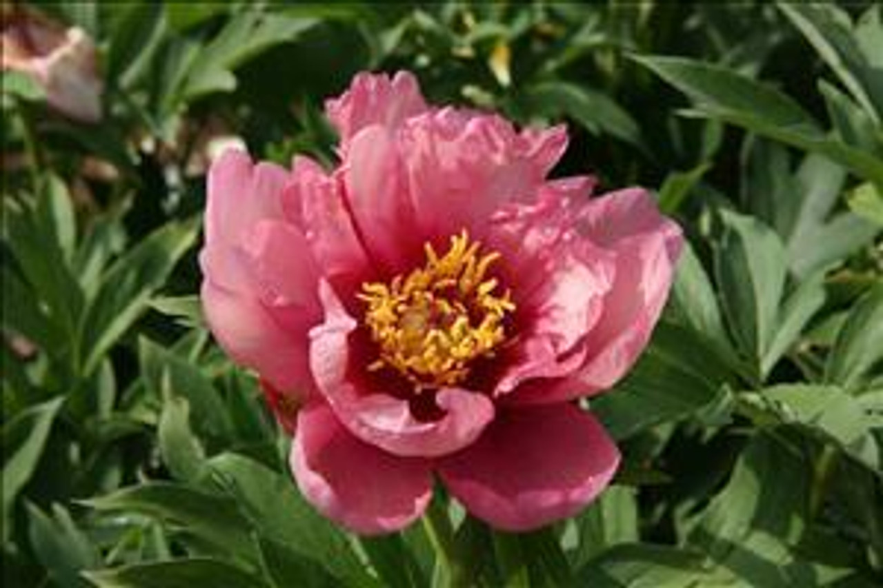 Paeonia Yankee Doodle Dandy Itoh Intersectional 10 plants