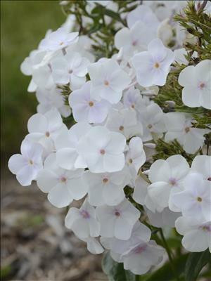 Phlox 'Fashionably Early Crystalshipped from Grower to your door