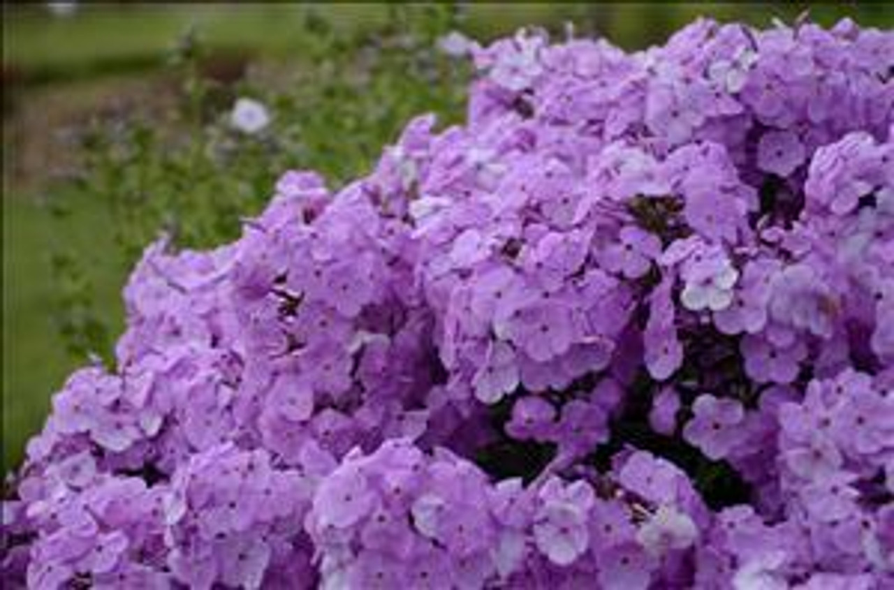 Phlox Fashionably Early Princess PPAF 25 BR Plants