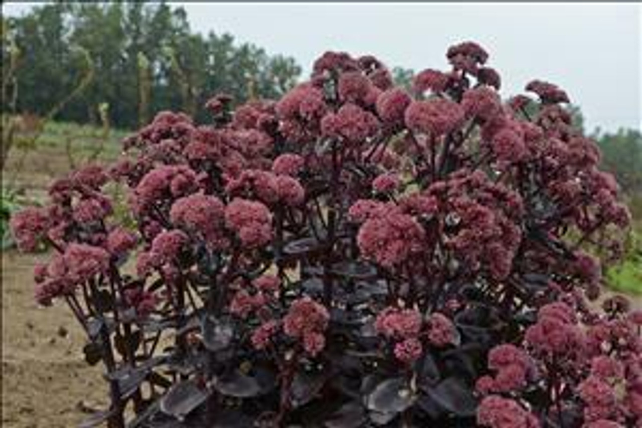 Sedum Night Embers PPAF 25 BR Plants