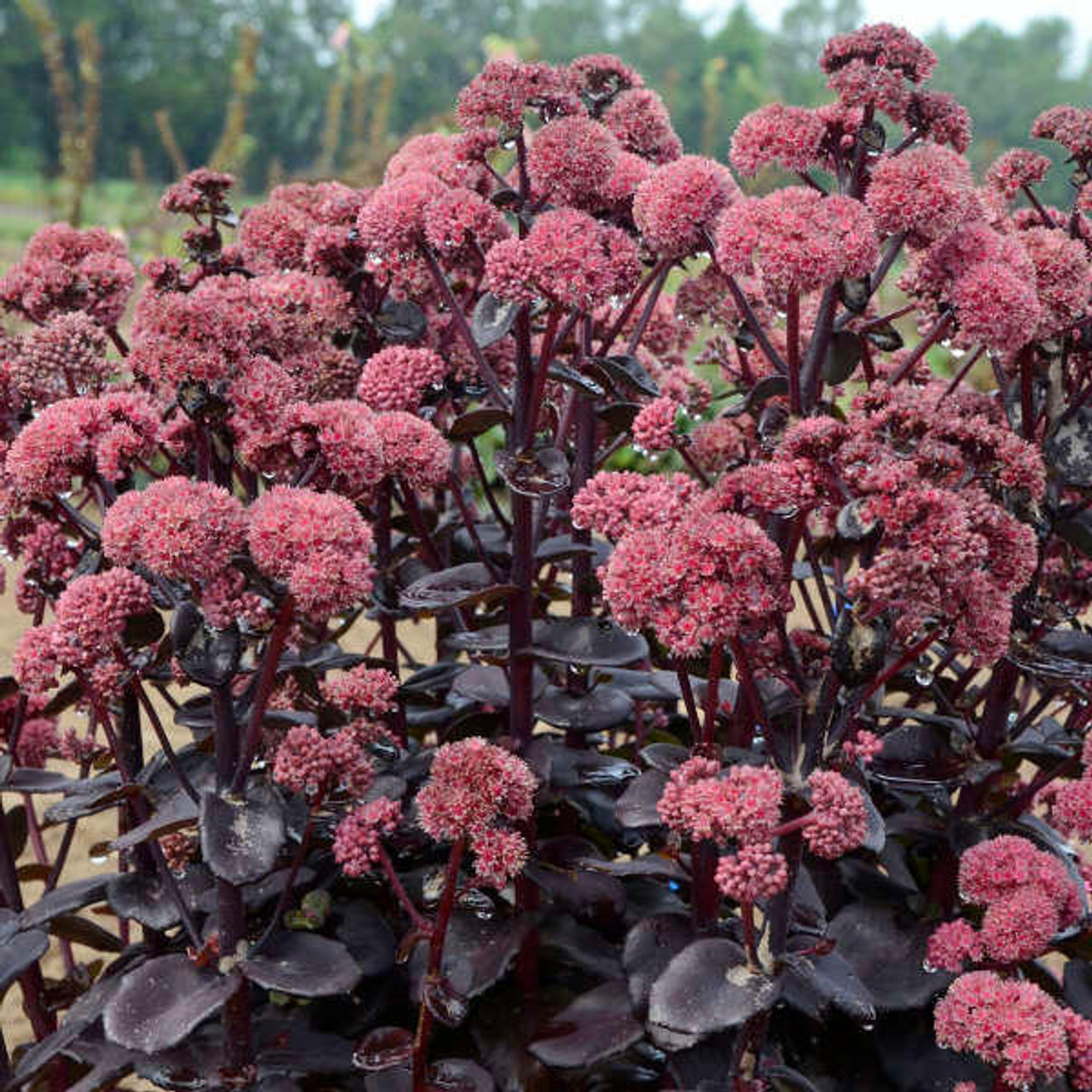 Sedum 'Night Embers'shipped from Grower to your door