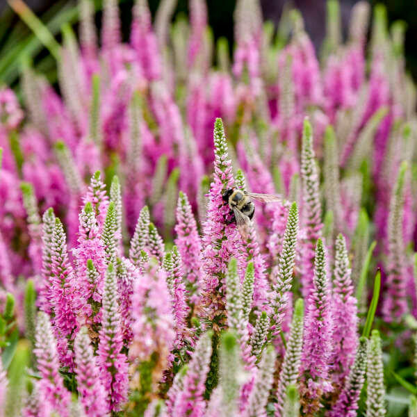 Veronica 'Pink Potion' shipped from Grower to your door
