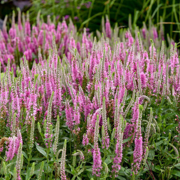 Veronica 'Pink Potion' shipped from Grower to your door