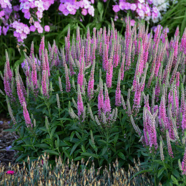 Veronica 'Pink Potion' shipped from Grower to your door