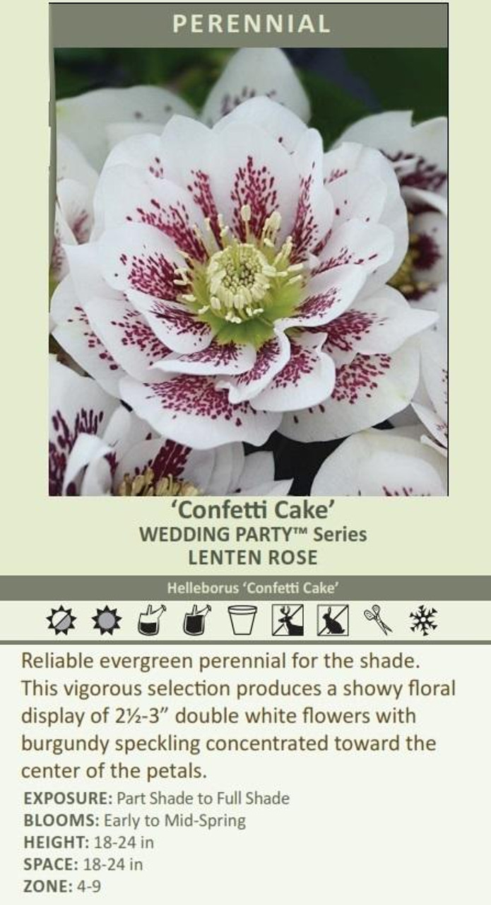 Helleborus Confetti Cake - WEDDING PARTY Series 20ct Flat
