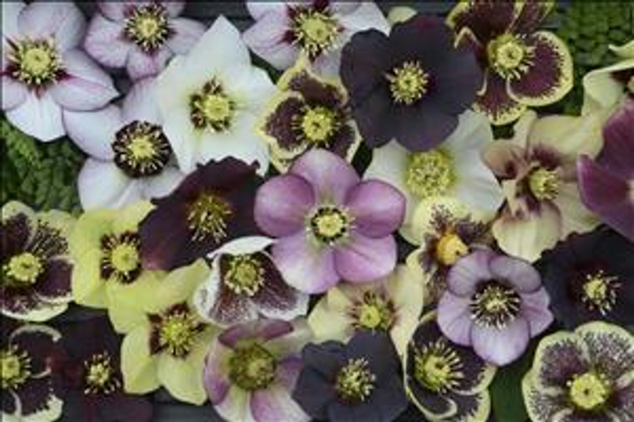 Helleborus HONEYMOON Series - Mixed 20ct Flat