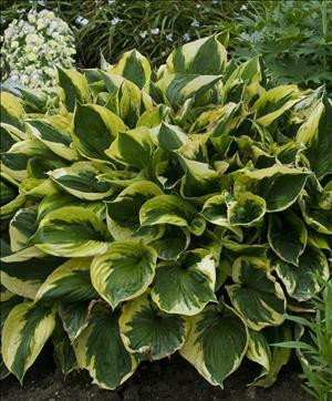 Hosta TOUCH OF CLASS shipped from Grower to your door