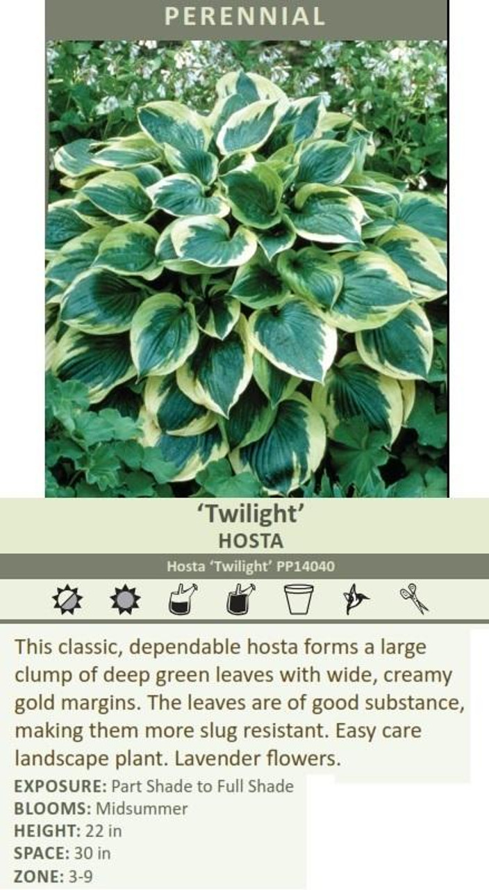 Hosta Twilight PP14040 10 Quarts