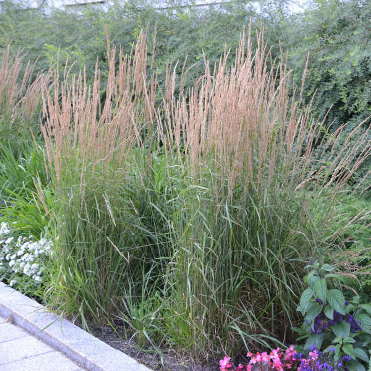 Calamagrostis acutiflora Karl Foerster 30ct Flat