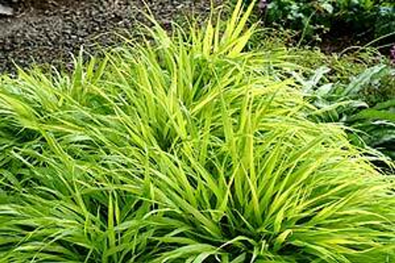 Hakonechloa macra All Gold 30ct Flat